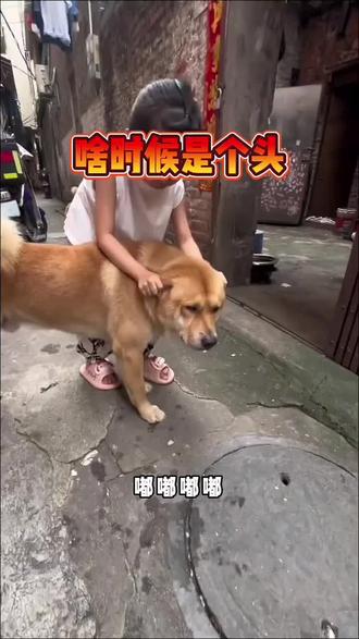 狗狗也是无可奈何了
