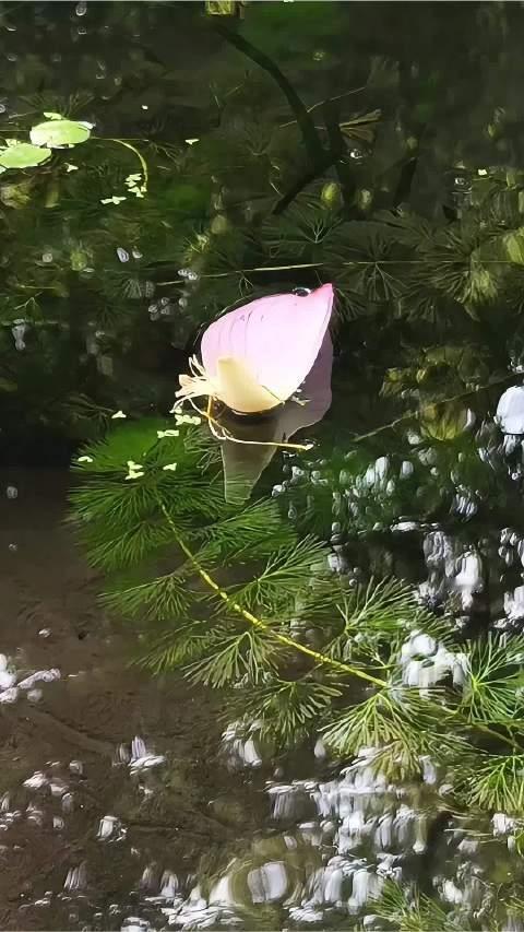 #秋游调色盘#漫步杭州西湖柳浪闻莺，赴一场温柔的秋日邀约。不必奔赴远山大川，城市湖畔就藏着秋日独有的