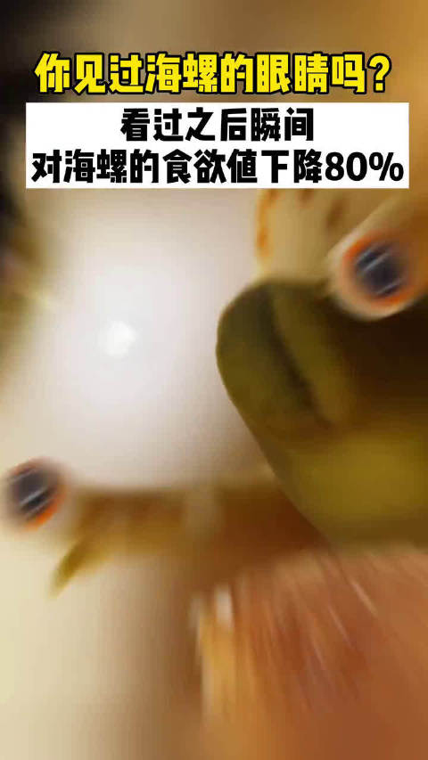 海螺：眼神中充满慈爱，而你们却想吃我！__哈哈哈~见过海螺的眼睛吗