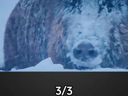 在零下四十度的低温环境里野猪是如何度过的？东北虎雪地追击野猪