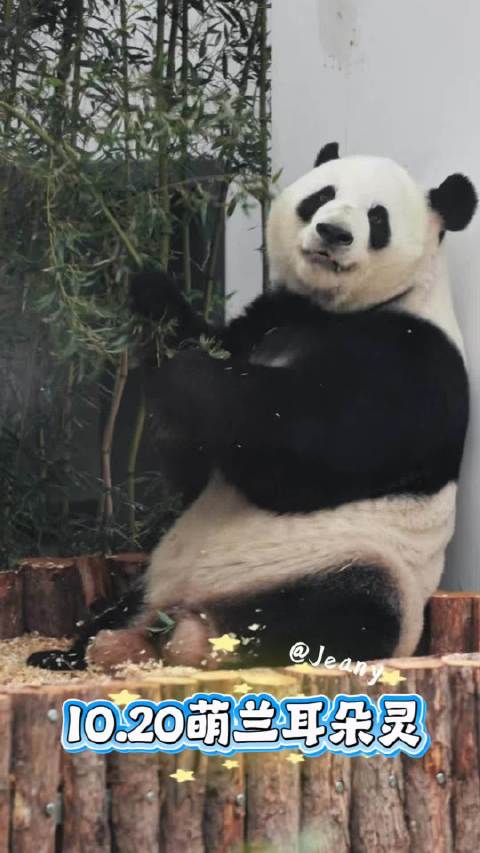 10.20萌兰耳朵真灵✅一听开门火速跑回家🐼#大熊猫萌兰[超话]#  ​​​