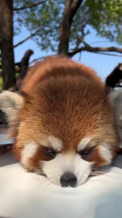 🔵以防你没见过小熊猫喝牛奶( ﾟ∀。)#星球萌物志#  ​​​