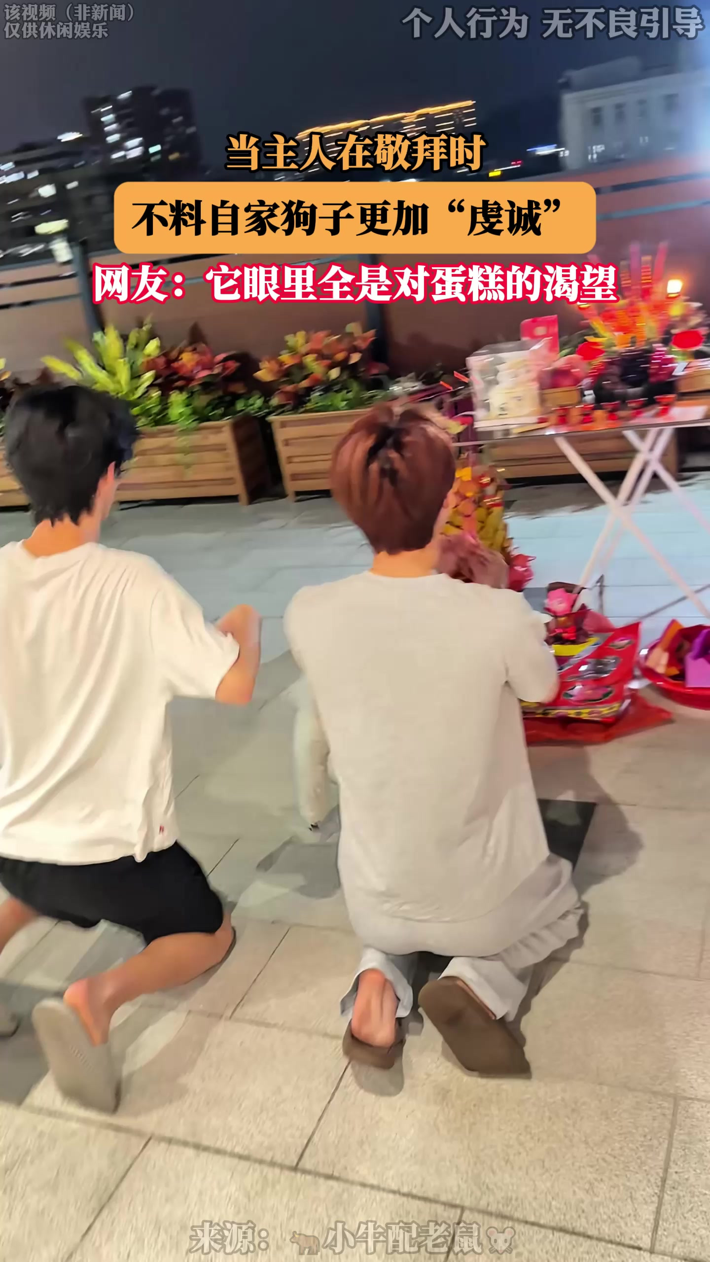 当主人在敬拜时，不料自家狗子更加“虔诚”