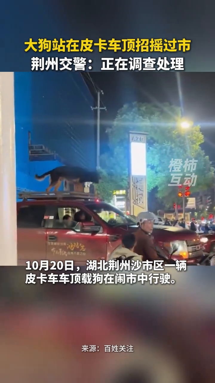 大狗站在皮卡车顶招摇过市 荆州交警：正在调查处理