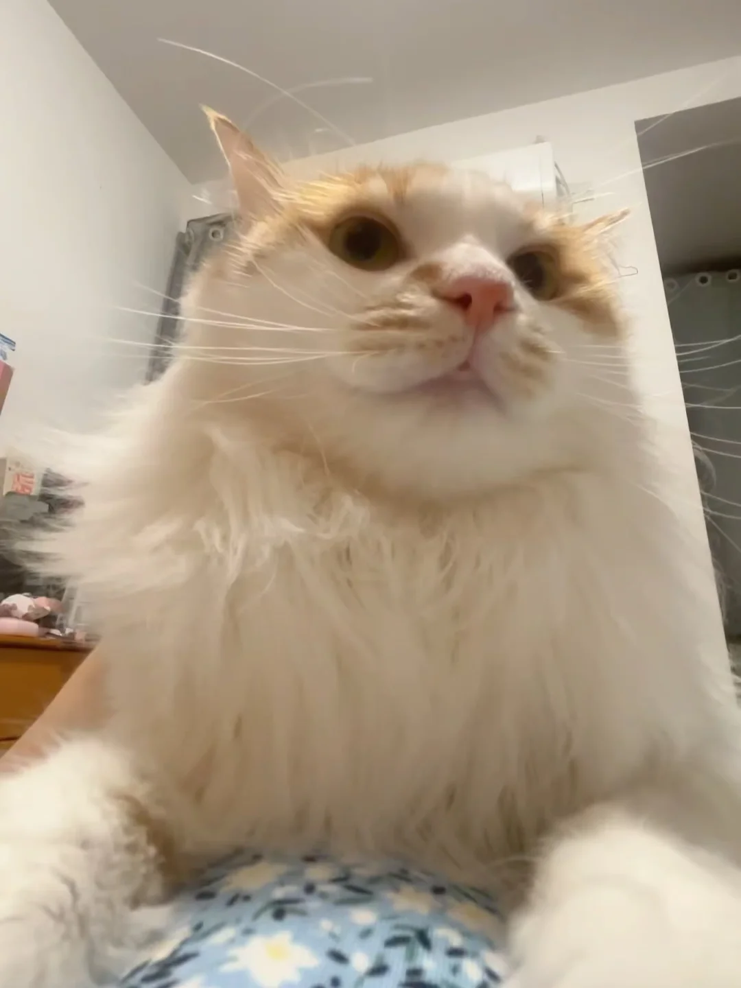 桂花哪有橘猫花香