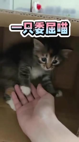 刚捡回来的小猫咪好可爱