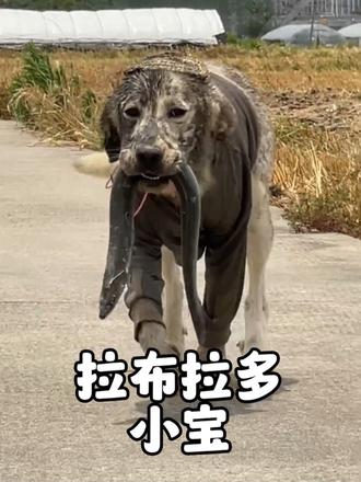 拉布拉多“小宝”每天顺鸡顺鸭被全村拉黑