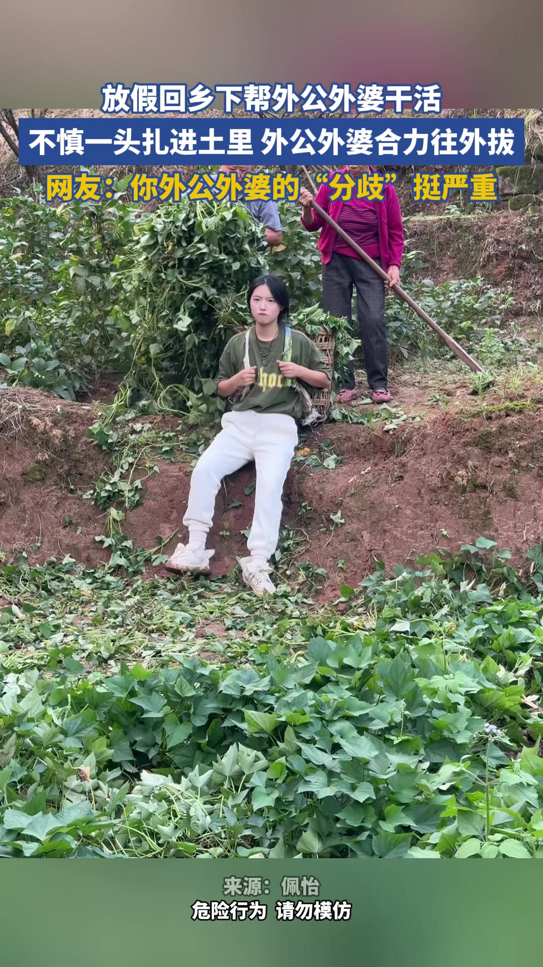 放假回乡下帮外公外婆干活，不慎一头扎进土里 外公外婆合力往外拔