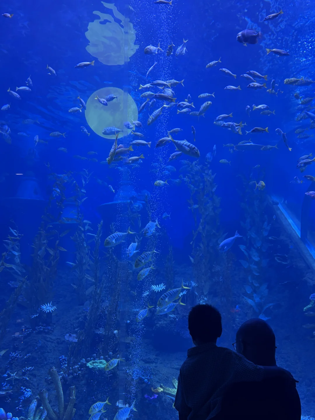 广州中秋国庆限定🎑海洋馆全新攻略🐟