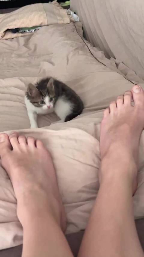 小猫从小就展现犟种属性  ​​​