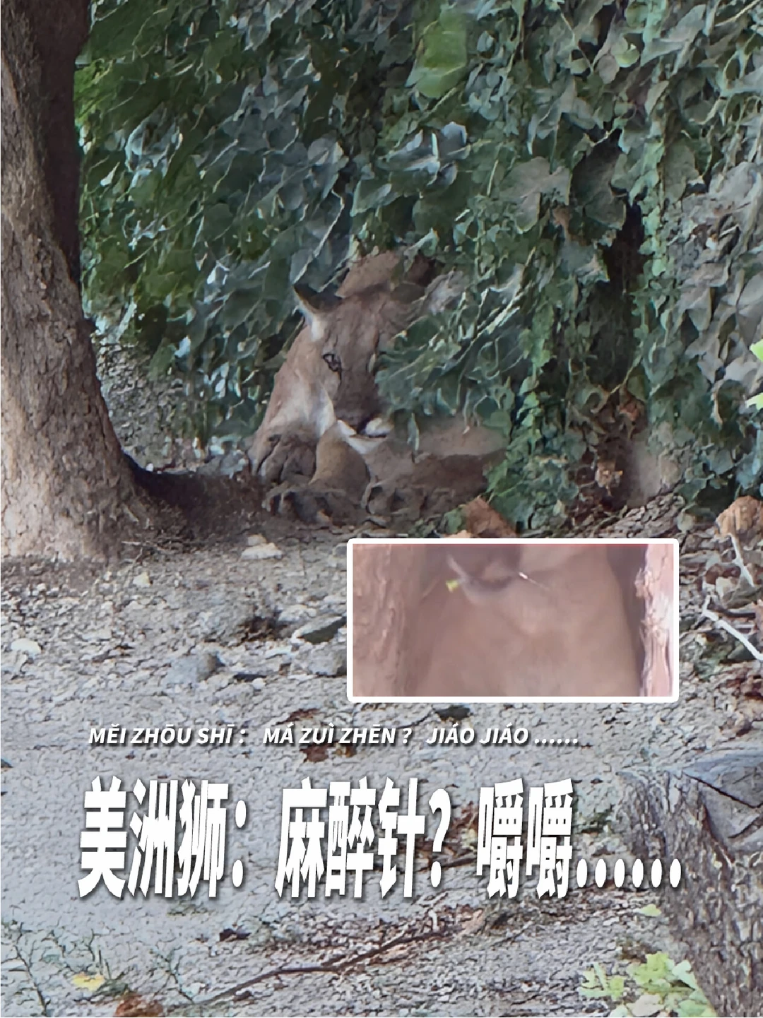受伤美洲狮被麻醉针射中，竟将其拔出咬碎！