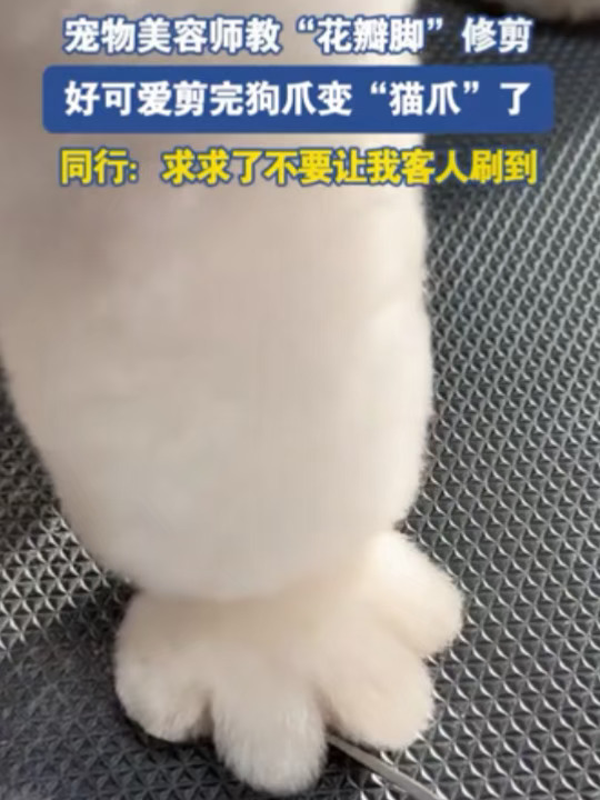 日常❌✨好阔爱👣修完狗狗jio秒变软乎乎猫足 #一梦江湖新门派落白 #一梦江湖 #迷你随心拍#OCV