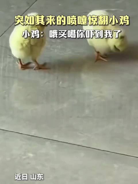 鸡容易吓死,魂飞魄散的一个喷嚏  ​​​