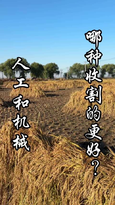 朋友们，霜后收割的稻花香，正在晾晒中～[心]  ​​​