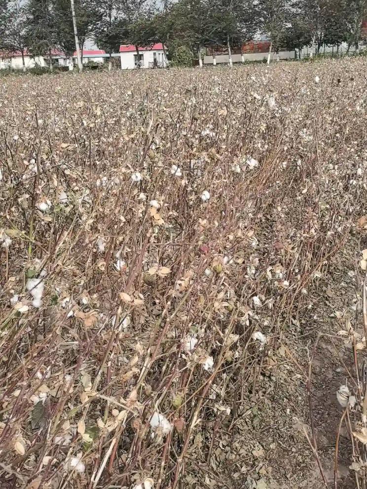 棉田枯枝挂白絮，秋收前夜静悄悄🌾