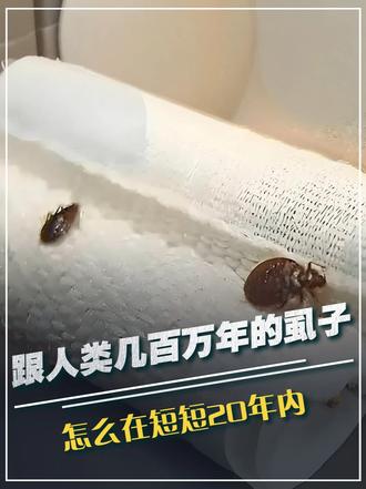 跟了人类几百万年的虱子，怎么在短短20年内，从中国人间蒸发了？