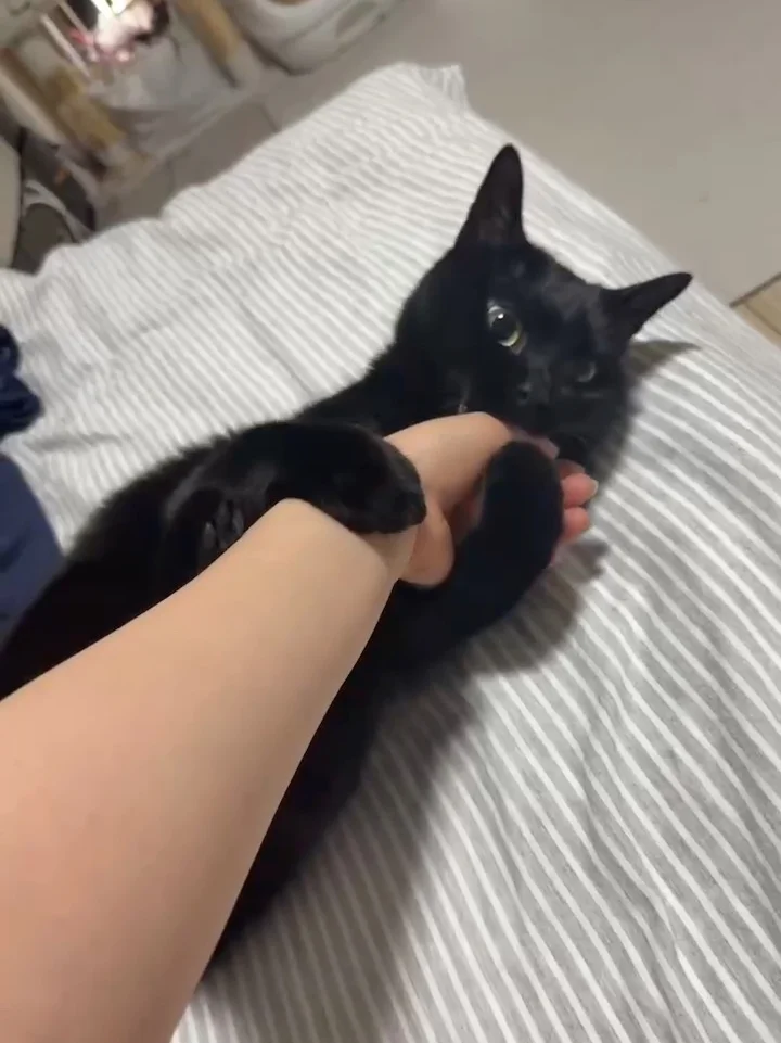 猫咬人但是踢人不伸爪子：邪恶善良