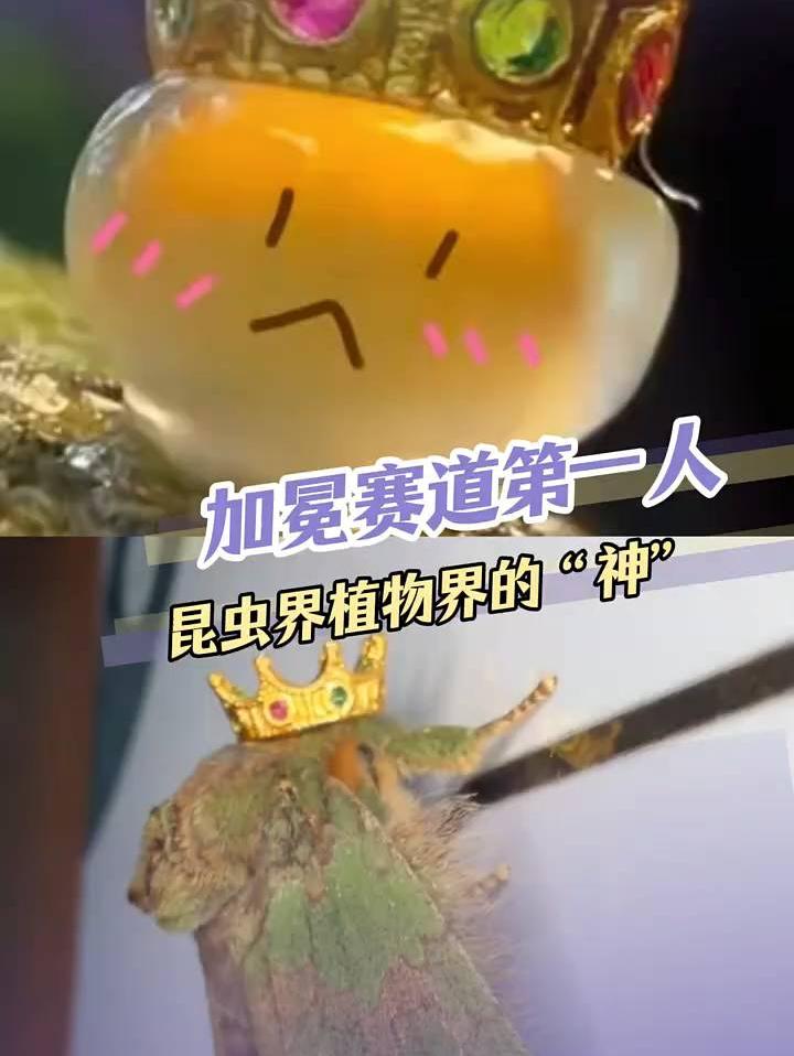 为王的加冕献上王冠（cr：）