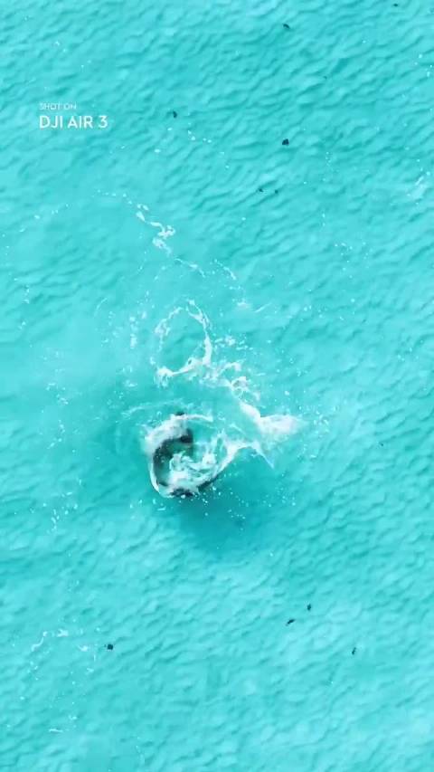 航拍锤头双髻鲨追逐捕猎。#海洋动物# #鲨鱼# #鱼类# #鲨鱼[超话]#  ​​​