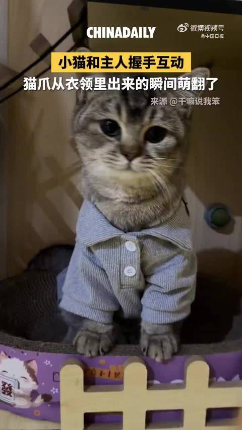 #小猫和主人握手还怪有礼貌#【小猫从衣领钻出爪子和主人握手萌翻了】
