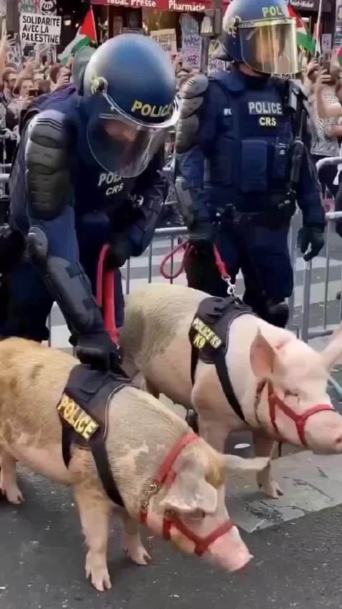 法国警察为了应对接下来暴乱把警犬换成了猪以此应对接下来的穆斯林暴乱[二哈]  ​​​