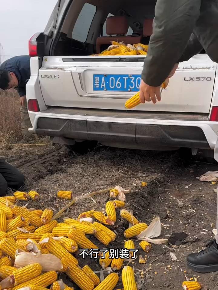 苞米装太多怕压坏轮胎，子鹏提醒：换俩轮胎得3200❗