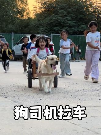 狗车司机巴顿，能接孩子放学，能买菜取快递