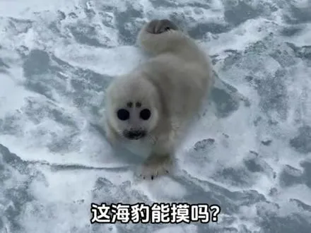 这海豹能摸吗
