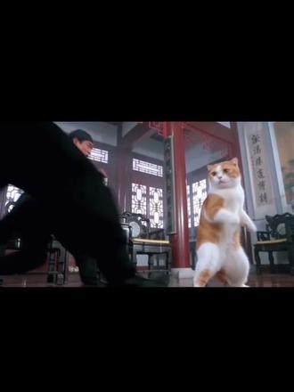 娱乐频道 小黄菊猫咪