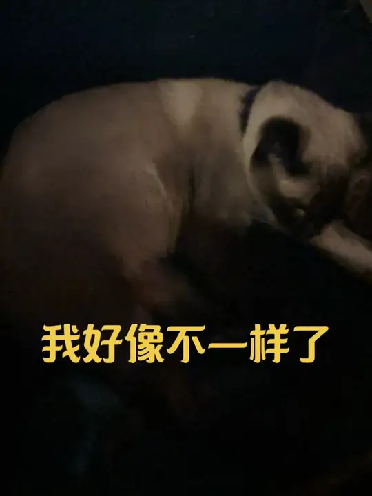还会有人想看vlog吗