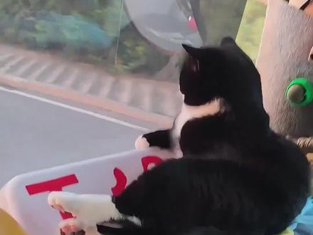 跟货运司机闯荡江湖的猫，相互慰藉一路相伴