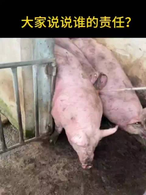 伍毛们在看到微博贴子可以举报时也是这个场景