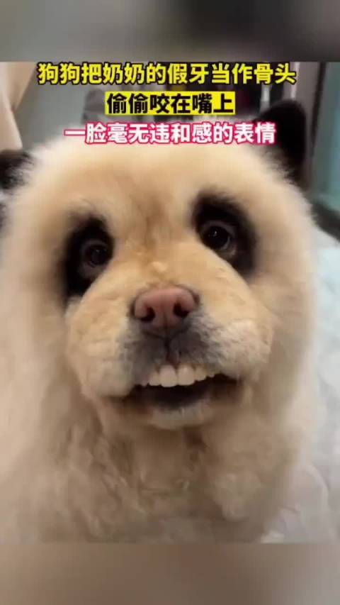 #奶奶假牙不见小狗露八颗牙#  狗嘴吐不出象牙，但是可以吐出奶奶的假牙[嘻嘻]