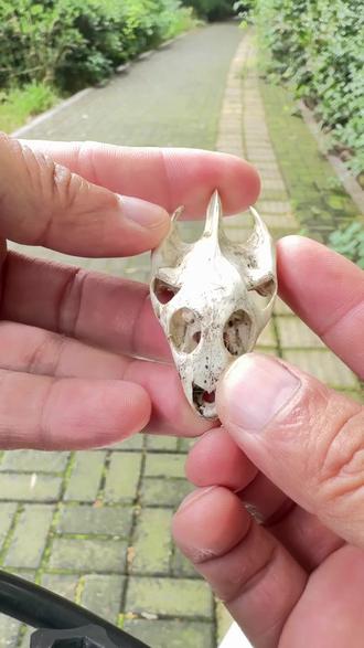能炼制发宝吗？