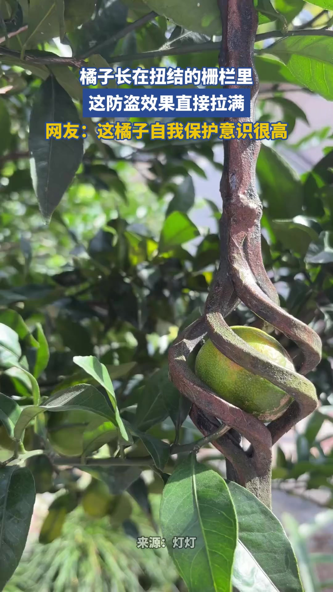 橘子长在扭结的栅栏里，这防盗效果直接拉满
