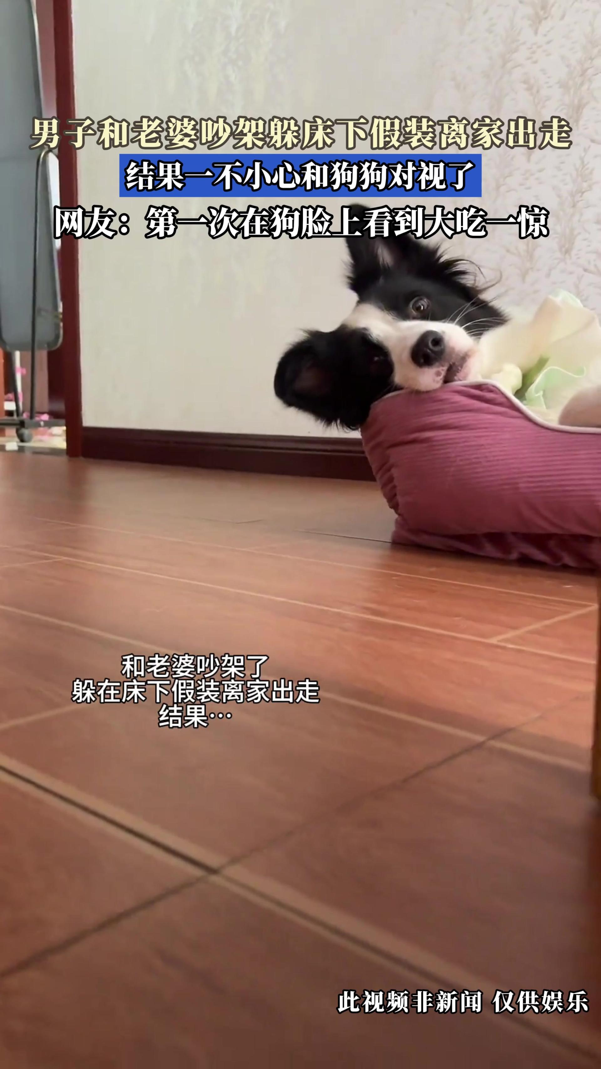 男子和老婆吵架躲床下假装离家出走，结果一不小心和狗狗对视了
