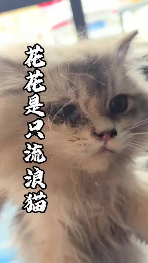 #被遗弃小猫洗净后美到移不开眼#一只流浪猫的重生，从近乎失明到惊艳时光 曾满眼浑浊濒临失明的小流浪猫