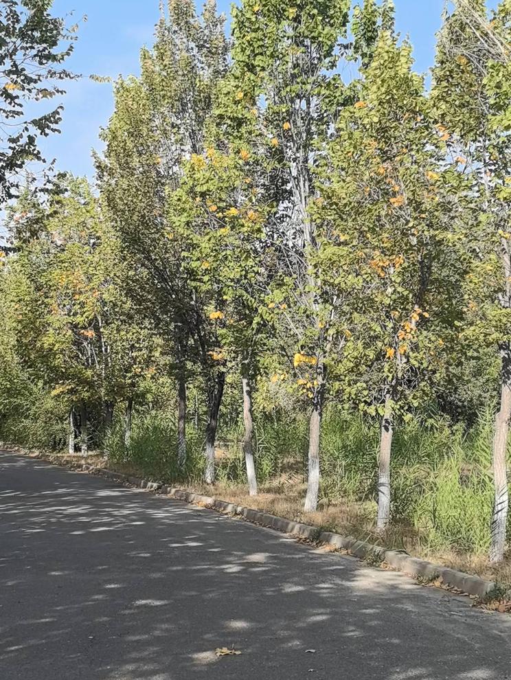 林间小路