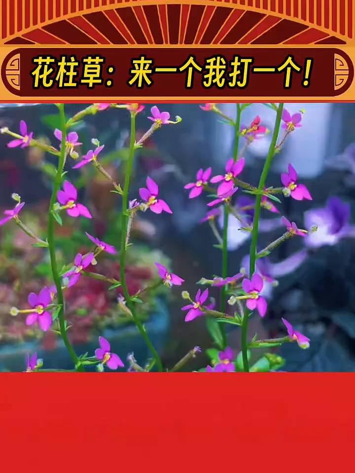 花柱草：别惹我啊，我脾气不好，见一个打一个！
