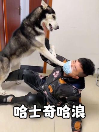 会躲避扫堂腿的哈士奇，每天和主人斗智斗勇
