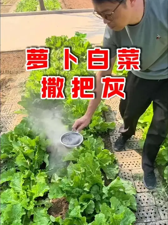 老辈人的种菜经验，种蔬菜撒草木灰
