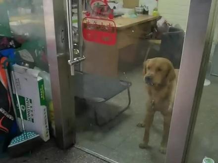 柯基和金毛每天连麦打PK，火花也续了整整四年没断过