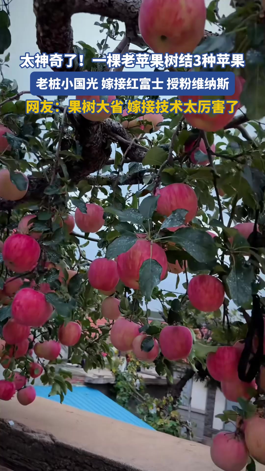 太神奇了！一棵老苹果树结3种苹果，你见过吗？