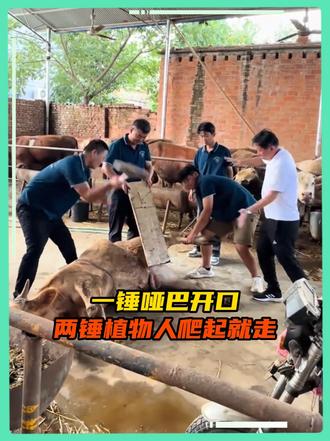 牛牛：我就正个骨，咋还附赠绝育套餐了