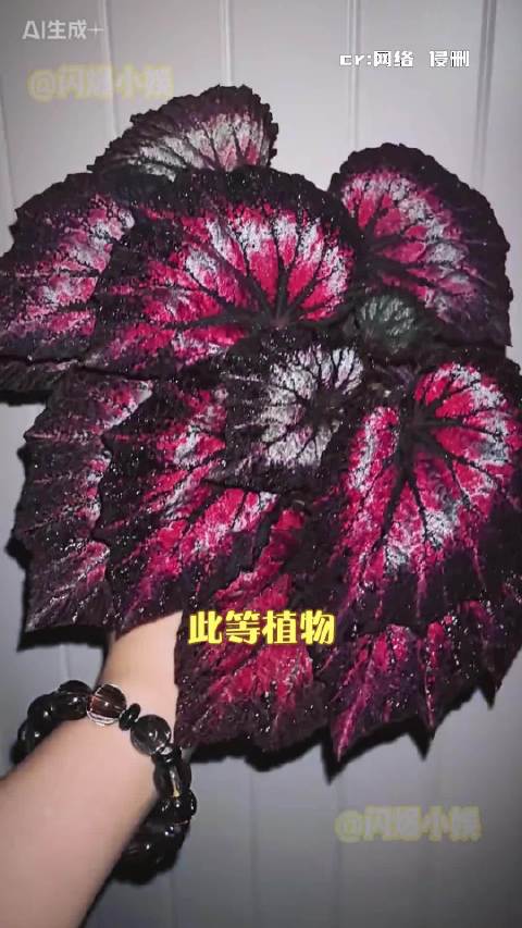 秋海棠的叶子🍃这么美的吗[爱慕]  ​​​