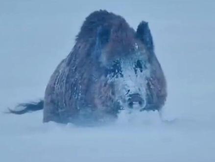 在零下四十度的低温环境里野猪是如何度过的？东北虎雪地追击野猪
