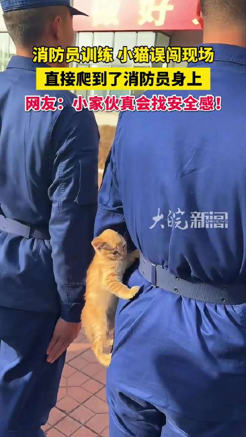 【#萌猫误闯训练场爬消防员身上】