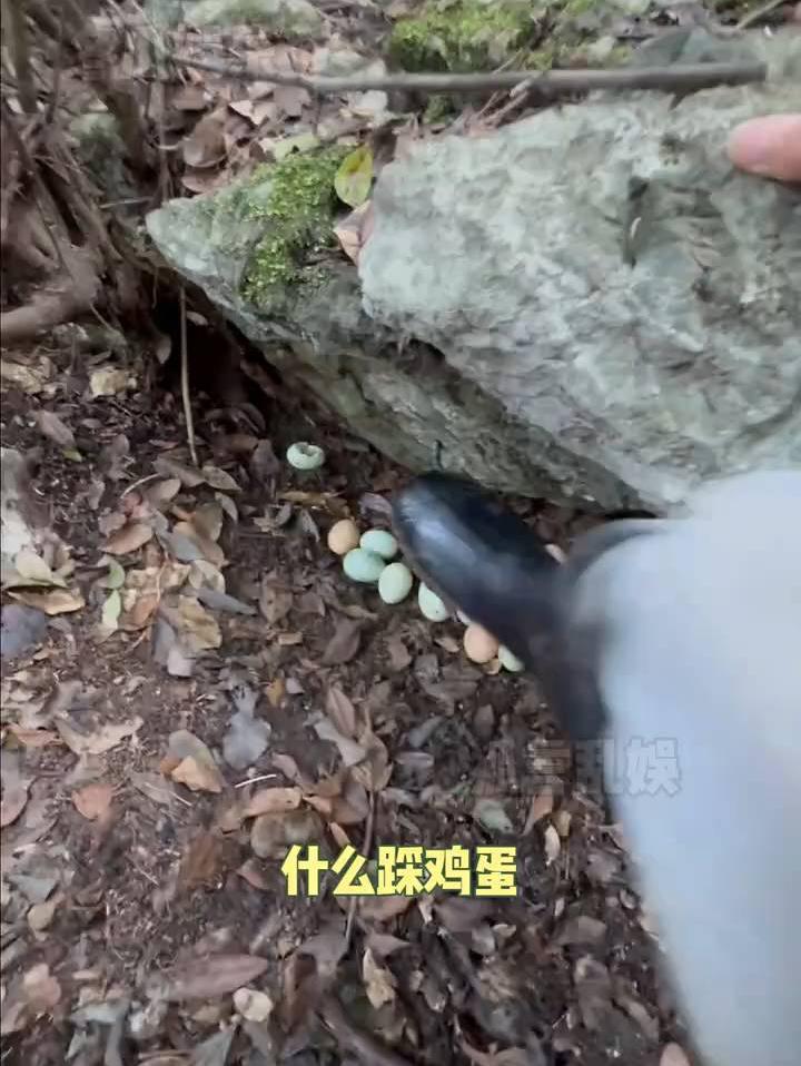 踩鸡蛋的这个工作能不能让我也体验一下啊