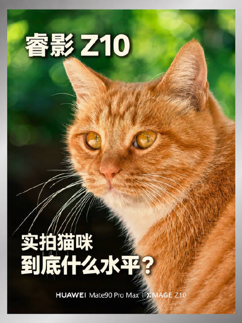 睿影 Z10 实拍猫咪，到底什么水平？ #猫咪摄影[超话]##华为Mate90##华为睿影Z10##