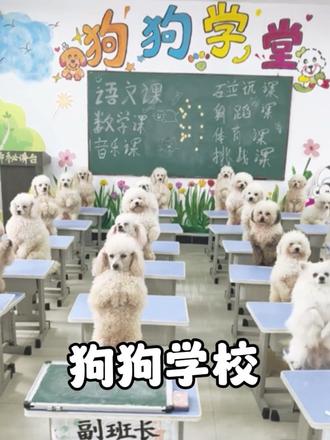 狗狗幼儿园的存在到底是我们活的太糙，还是社会太卷